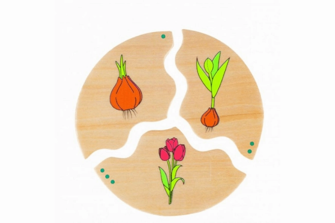 Life Cycle Puzzles by Beleduc (Incl. 7 Puzzles Total) - Evolution